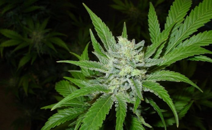 NZ cannabis legislation
