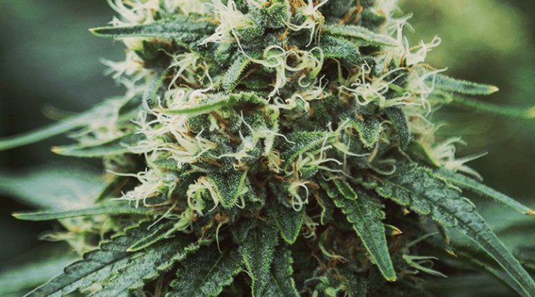 Medical cannabis sales begin in Ohio