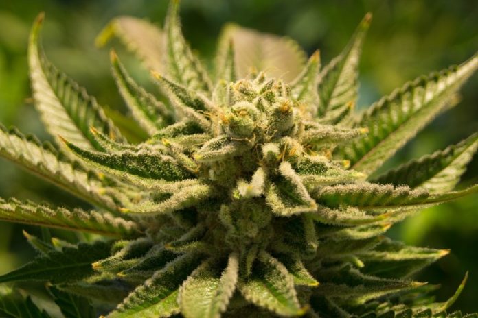 Medical Cannabis Bill - U.S. Virgin Islands