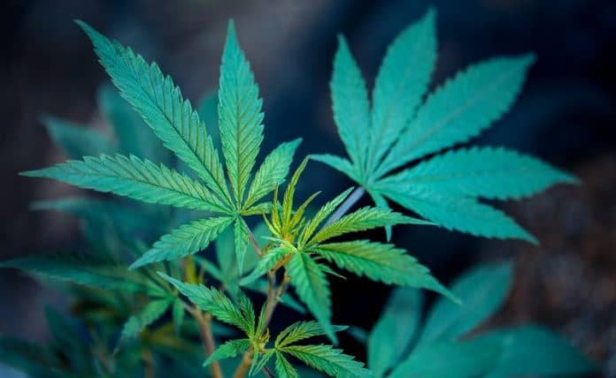 Medicinal marijuana bill for Kentucky