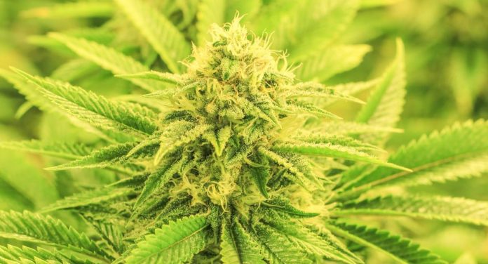 Medicinal cannabis bill - New Mexico