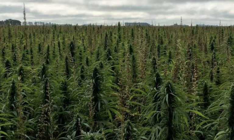 Industrial hemp applications in Wisconsin