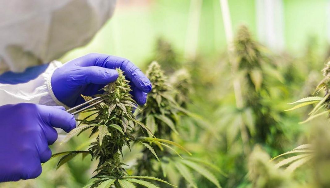 New Zealand Medical Cannabis Survey Results - Hemp Gazette