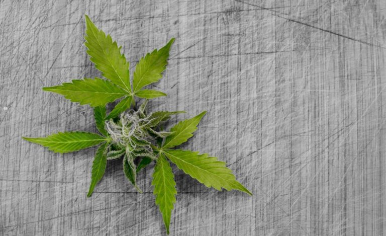 Minnesota medicinal cannabis