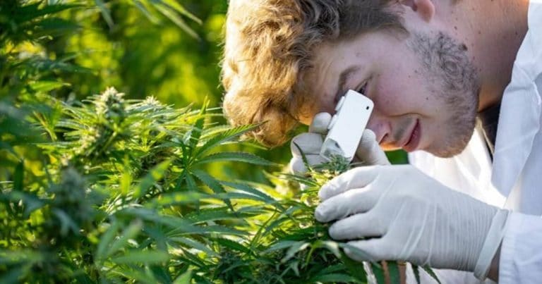Cannabis research in New South Wales