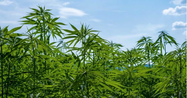 Industrial hemp - Louisiana