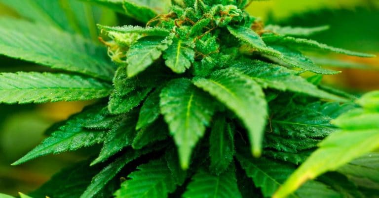 Medical cannabis in Jamaica