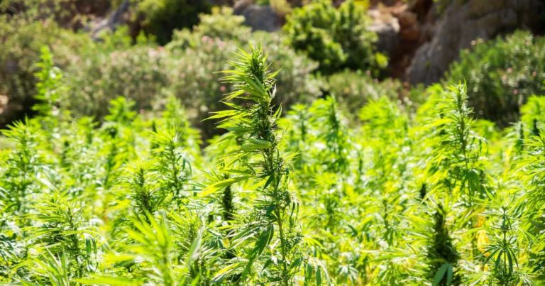 Texas Hemp Plan Submitted To USDA