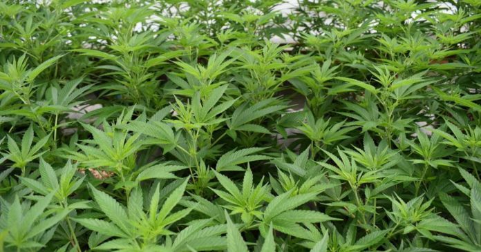 Missouri medical cannabis cultivation licences