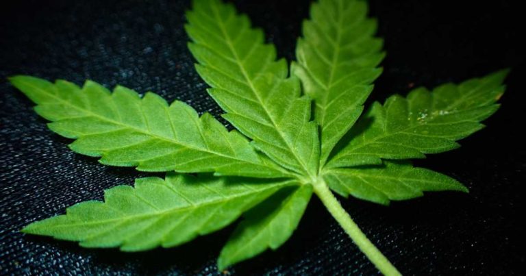 New Zealand’s Medical Cannabis Scheme Regulations Announced