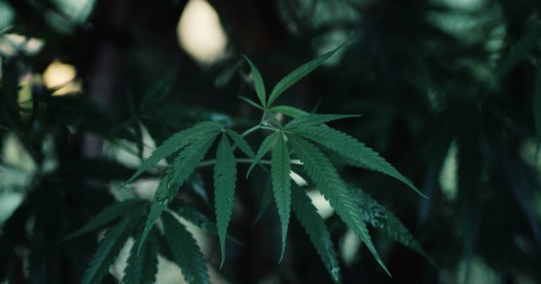 Medical Marijuana In Kentucky