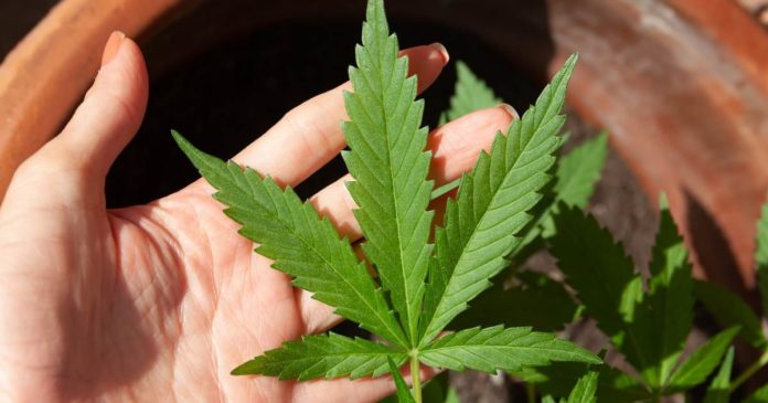 Medicinal cannabis applications in Australia