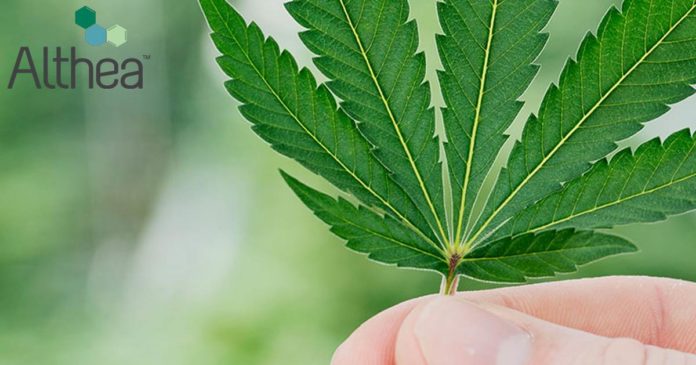 Althea - medicinal cannabis