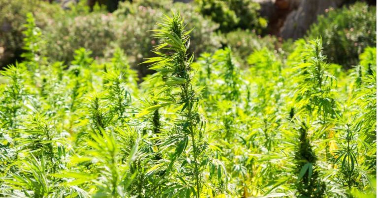 Hemp processing in Western Australia