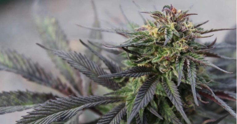 legal cannabis statistics