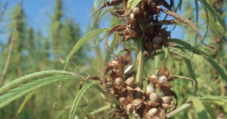 Hemp in the Northern Territory