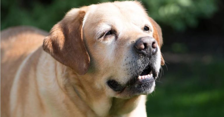 Cannabidiol and arthritis in dogs