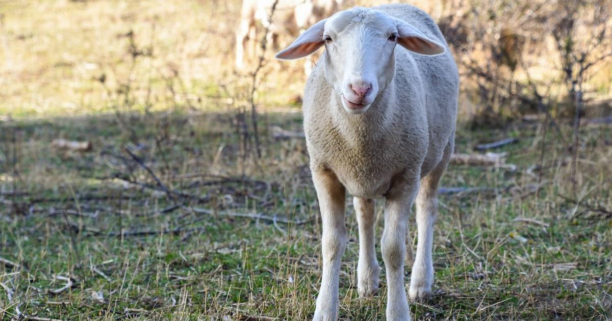 Tasmanian Researchers Studying Hemp As Sheep Feed - Hemp Gazette