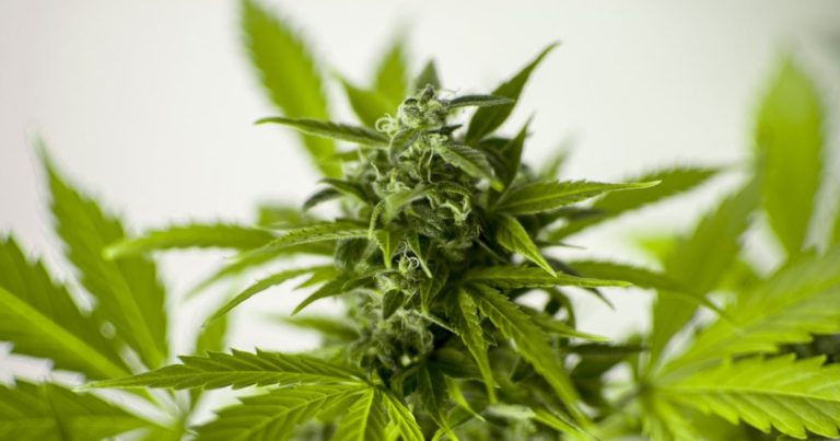 Medical cannabis cultivation in Heathcote
