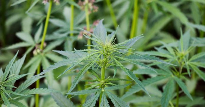 Commercial hemp licence - Northern Territory