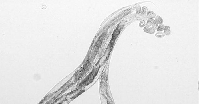 Cannabidiol study - roundworms