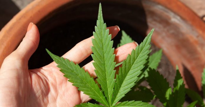Medical cannabis access in Tasmania
