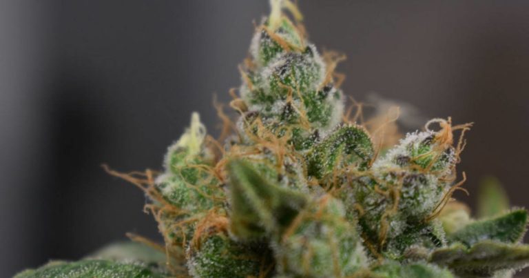 Australia's CSIRO - medical cannabis