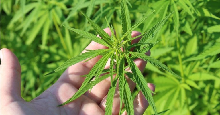 Hemp Lexicon Released By AHPA