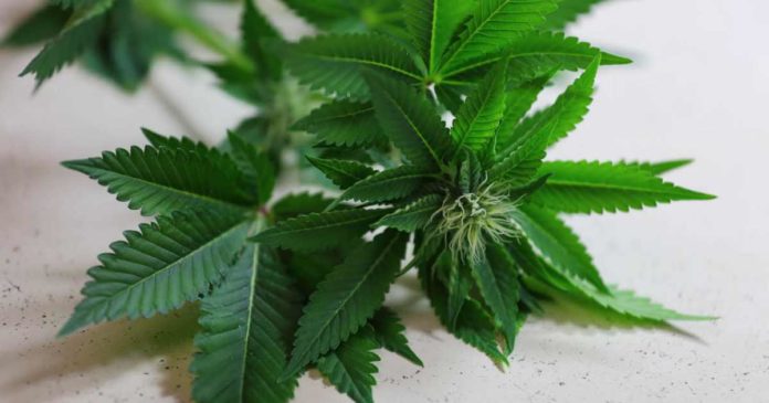 Medical cannabis research in Australia