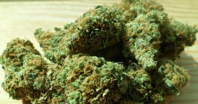 Medical cannabis survey - Canada