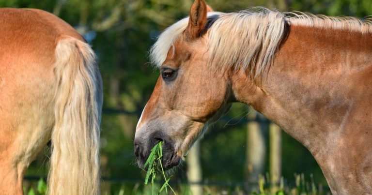 Montana - hemp in commercial feed