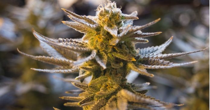 Medical cannabis in Maribyrnong