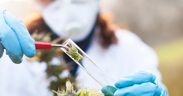 Medical cannabis research in New Zealand