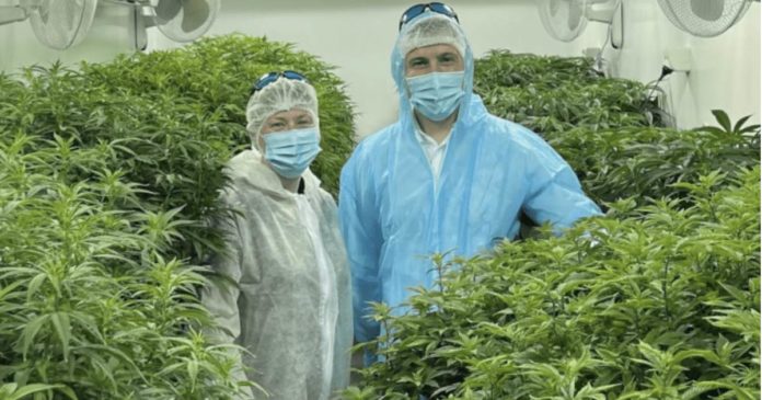 NZ's Puro and Helius - medical cannabis