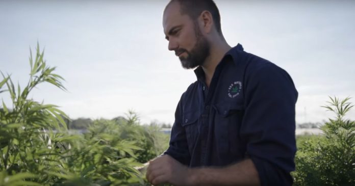 ECS Botanics - Cannabis