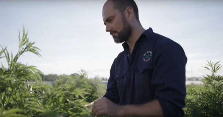 ECS Botanics - Cannabis