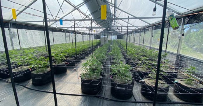 Organic soil and medical cannabis