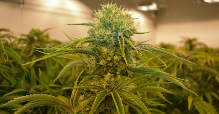 Medical cannabis crop research - Australia