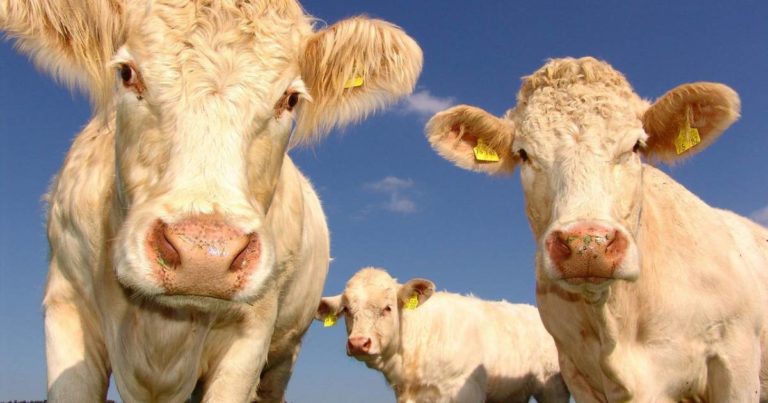 FDA Issues Warnings On CBD Use In Livestock