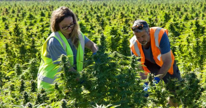 Puro cannabis harvest