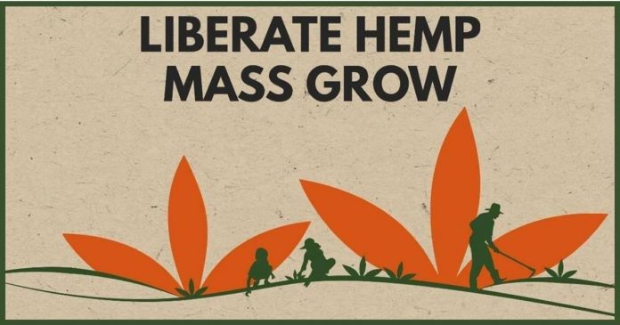 Liberate Hemp Mass Grow