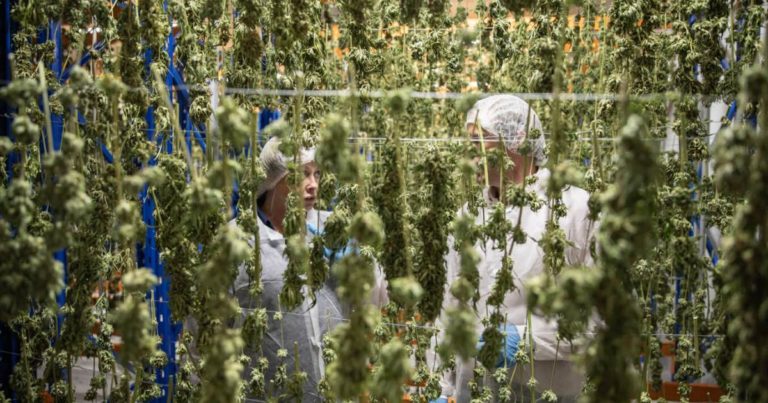 Australia’s ECS Botanics Ships Cannabis To NZ