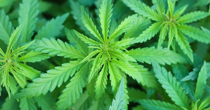 Cannabis As Medicine survey results
