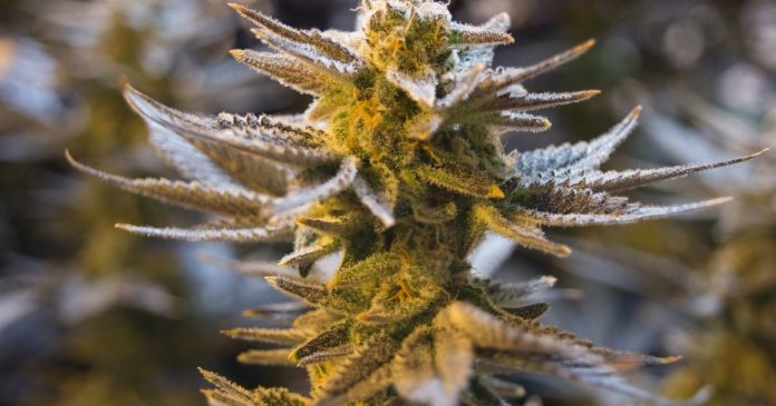 Medical marijuana in Idaho