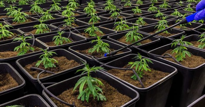 Medical cannabis cultivation in Pennsylvania