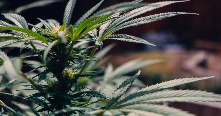 CIC Urges UK Treasury To Unlock Cannabis Potential