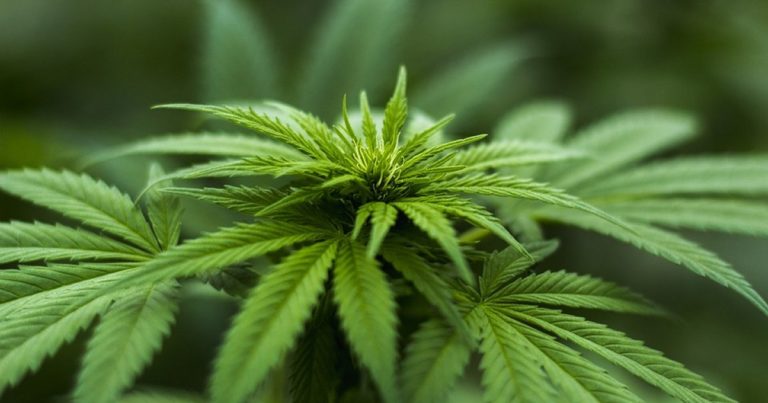 Will Medical Marijuana Pass Muster In North Carolina This Year?