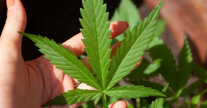 Medical marijuana in Arkansas