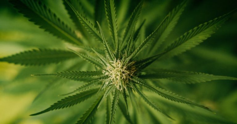 Hemp THC - South Dakota