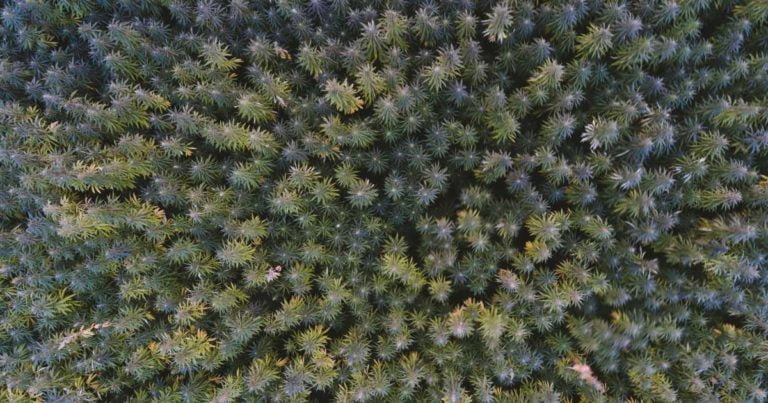 Industrial Hemp Act 2023